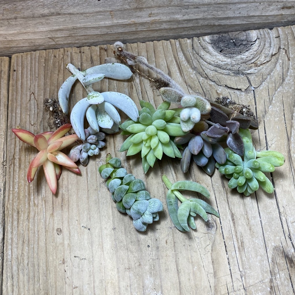 SH24887 Succulents mix, cuted - Image 3