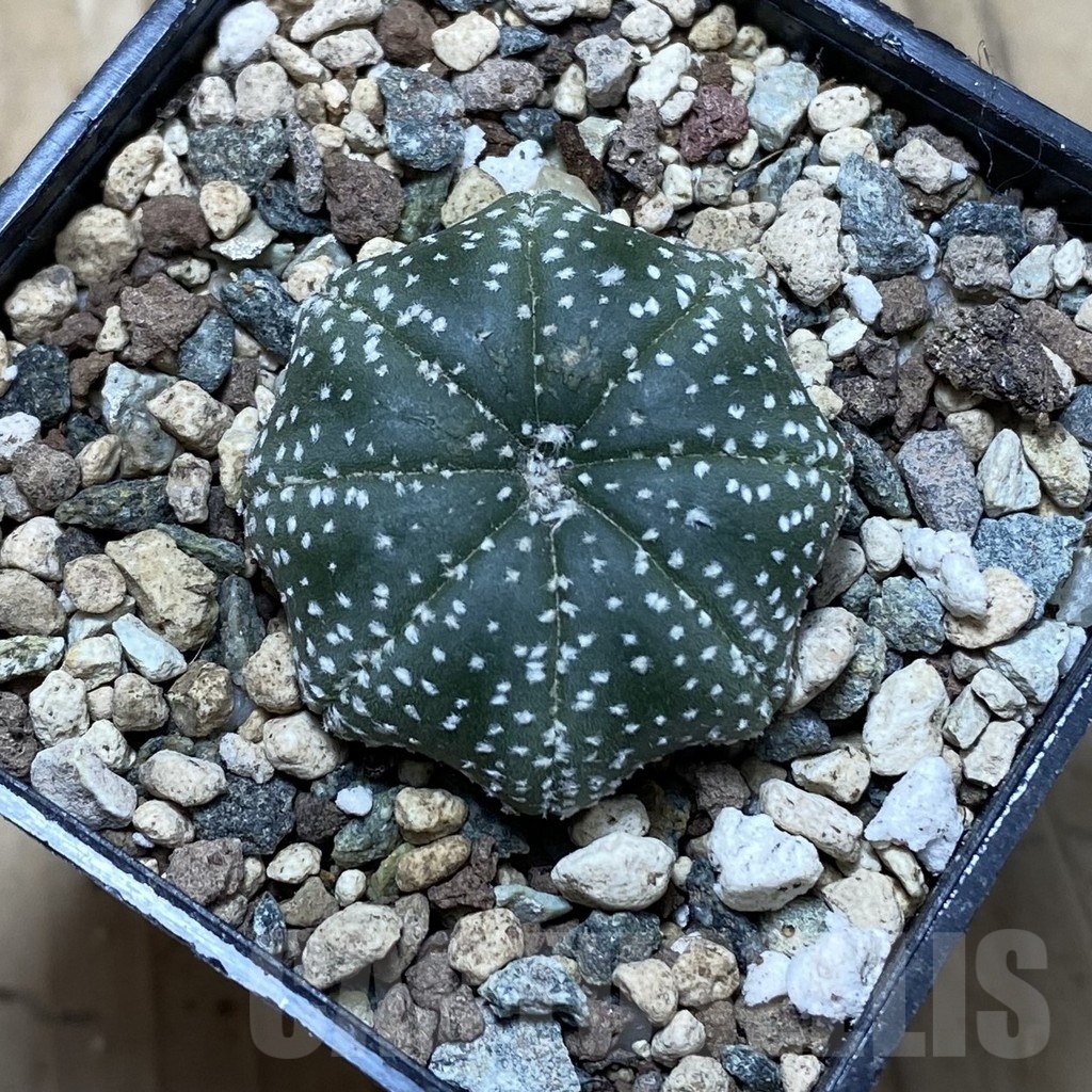SH24757 Astrophytum asterias ‘Star Shape’ - Image 2