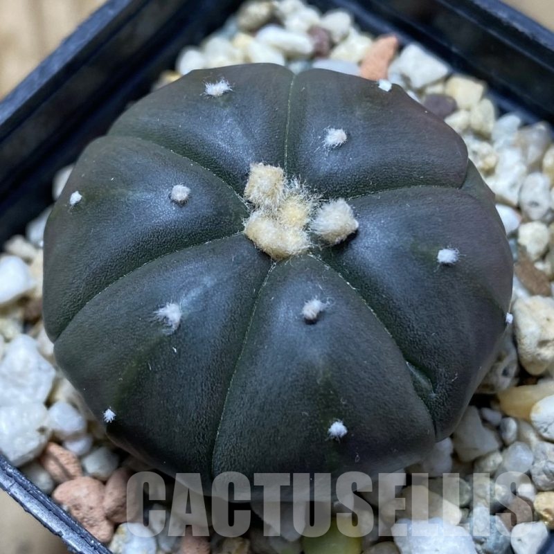 SH24758 Astrophytum asterias ‘Purple Skin’, 6-ribs