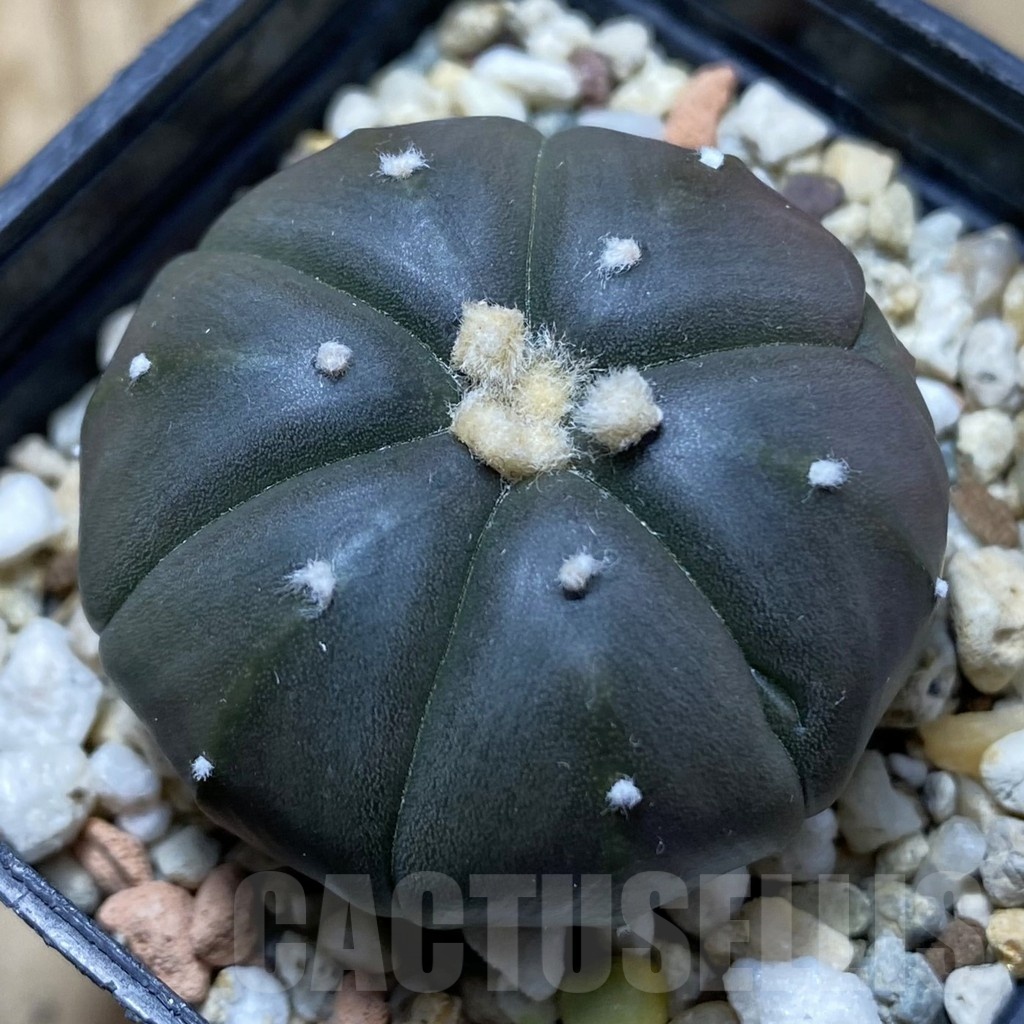 SH24758 Astrophytum asterias ‘Purple Skin’, 6-ribs