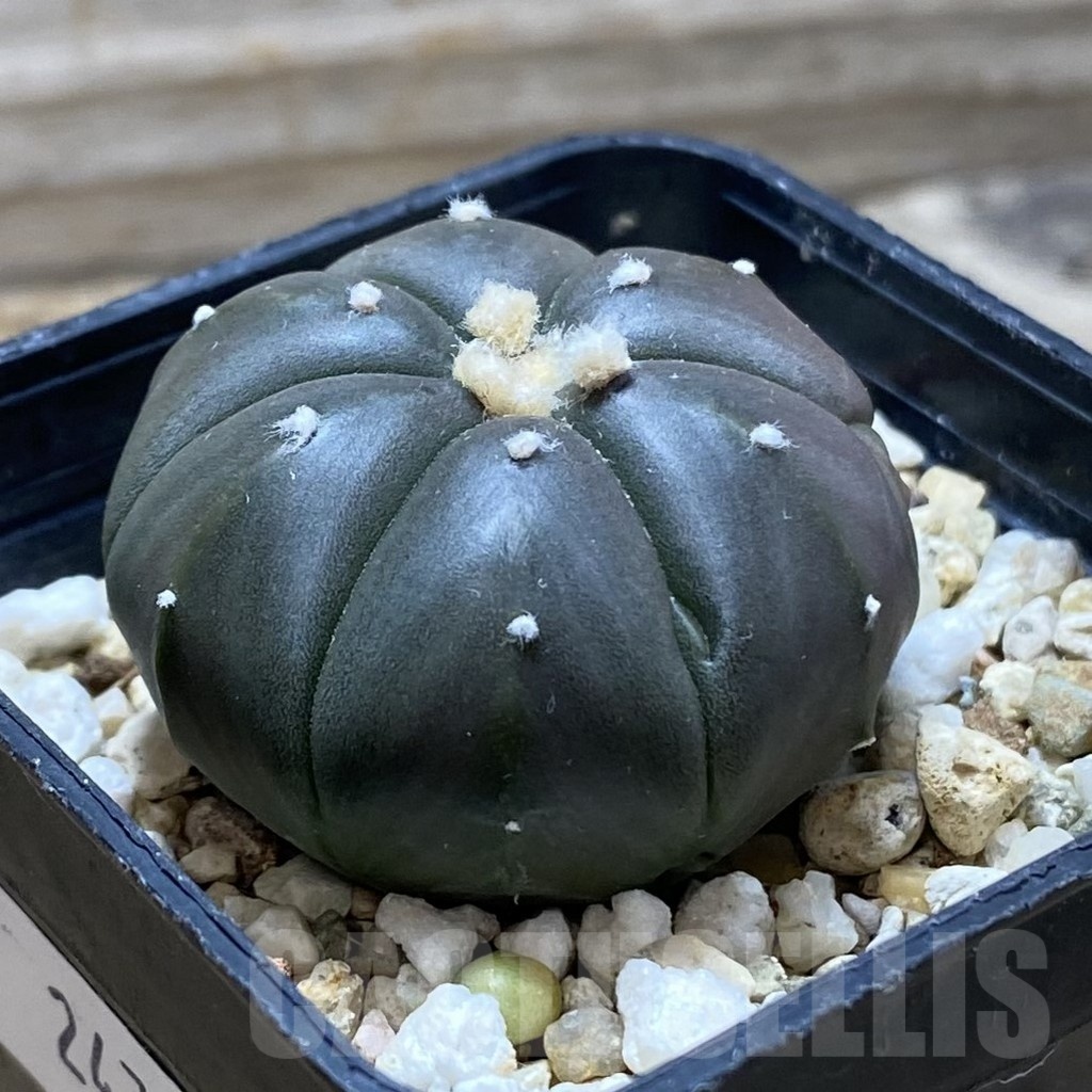 SH24758 Astrophytum asterias ‘Purple Skin’, 6-ribs - Image 2