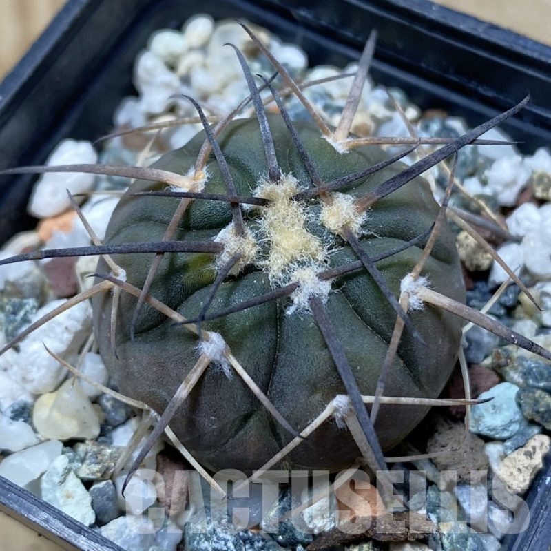 SH24759 Gymnocalycium spegazzinii PP2058