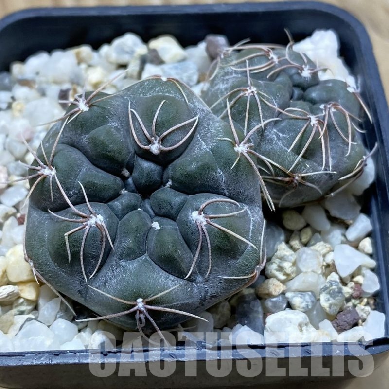 SH24760 Gymnocalycium aff. nataliae