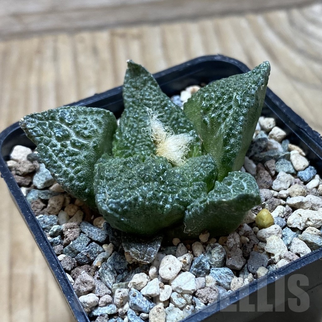 SH24751 Ariocarpus fissuratus ‘Godzilla’ hybrid, seedling, own roots – Image 2