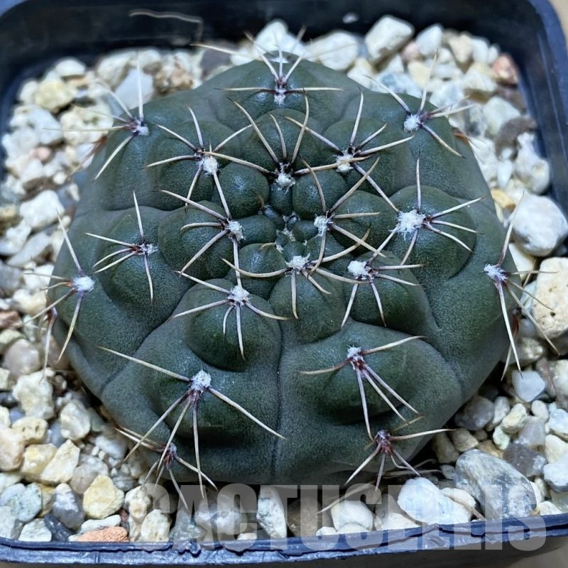 SH24761 Gymnocalycium robustum