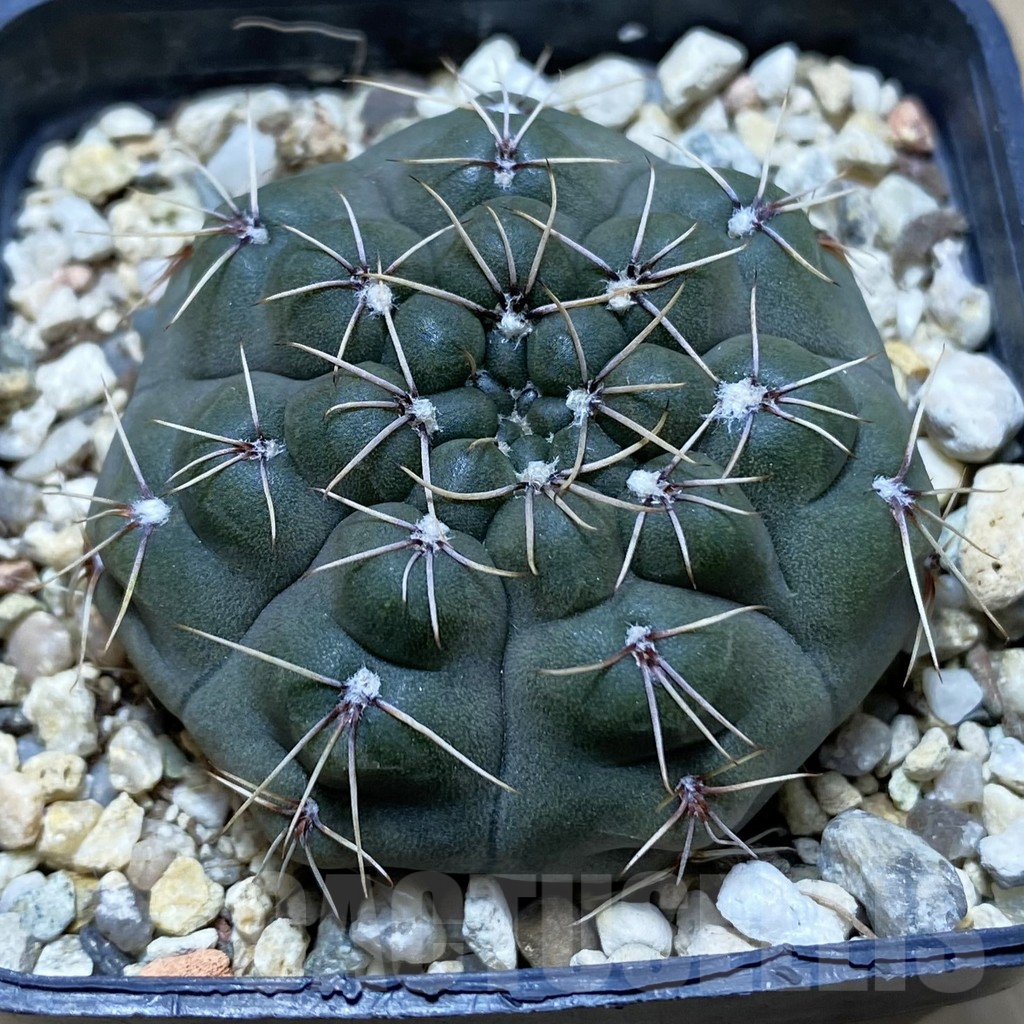 SH24761 Gymnocalycium robustum
