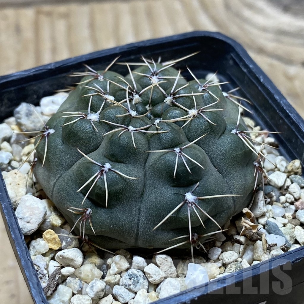 SH24761 Gymnocalycium robustum - Зображення 2