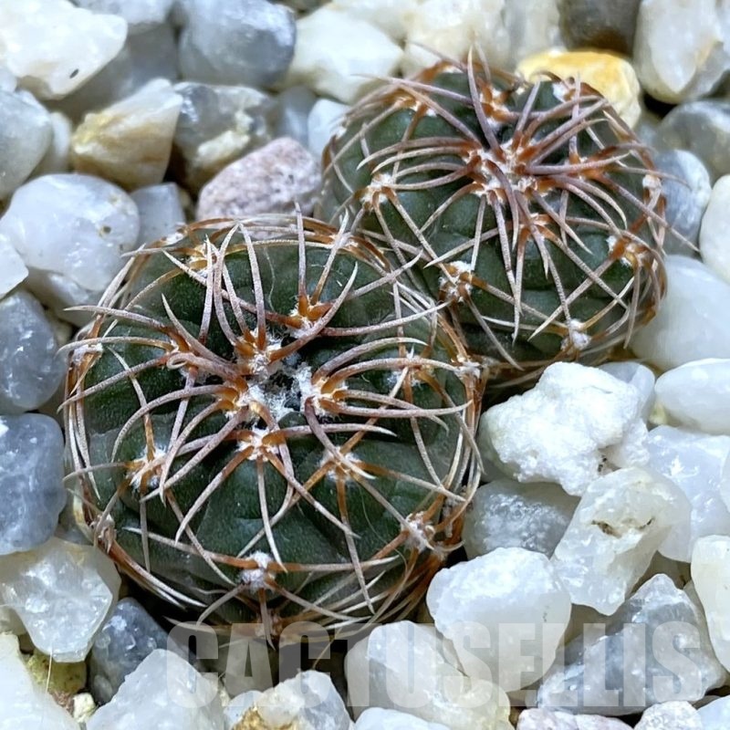 SH24762 Gymnocalycium sp. MM650 -La Vehiente-
