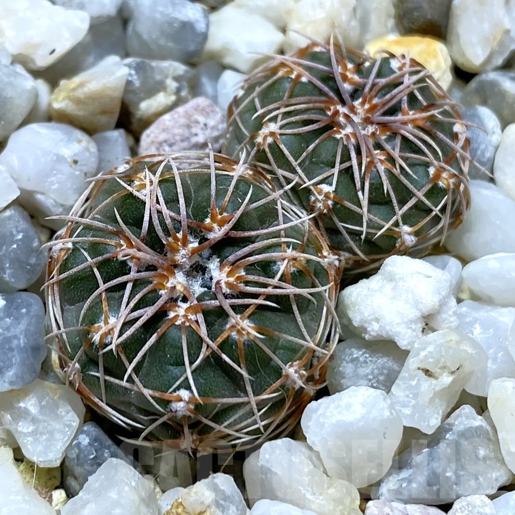 SH24762 Gymnocalycium sp. MM650 -La Vehiente-