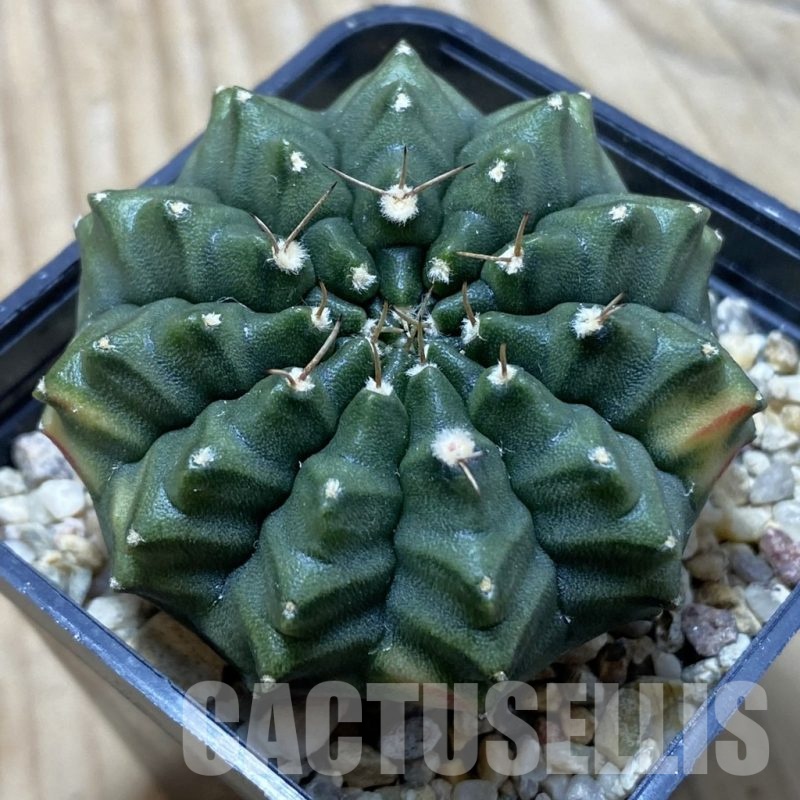 SH24763 Gymnocalycium mihanovichii ‘inermis’ ex variegata