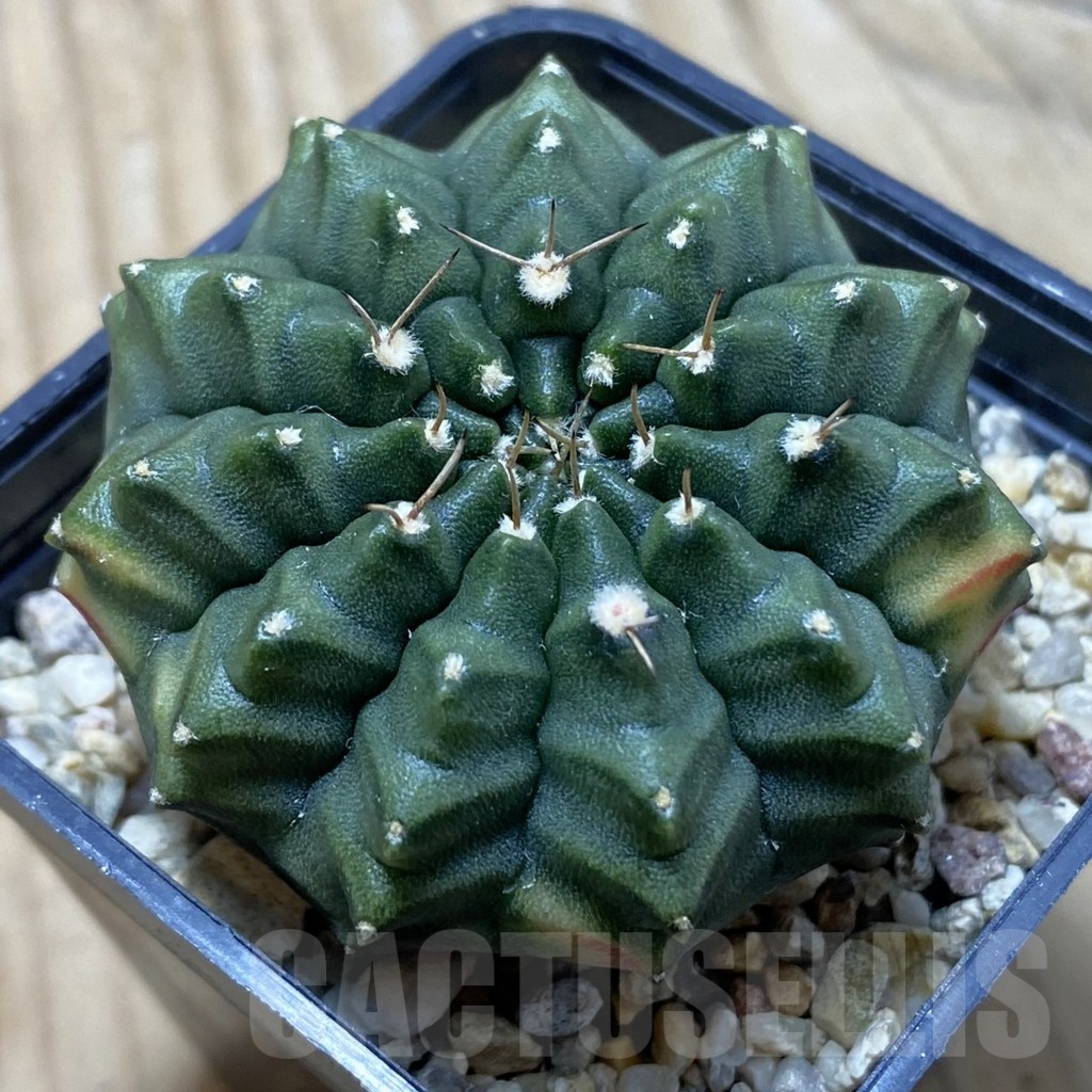 SH24763 Gymnocalycium mihanovichii ‘inermis’ ex variegata