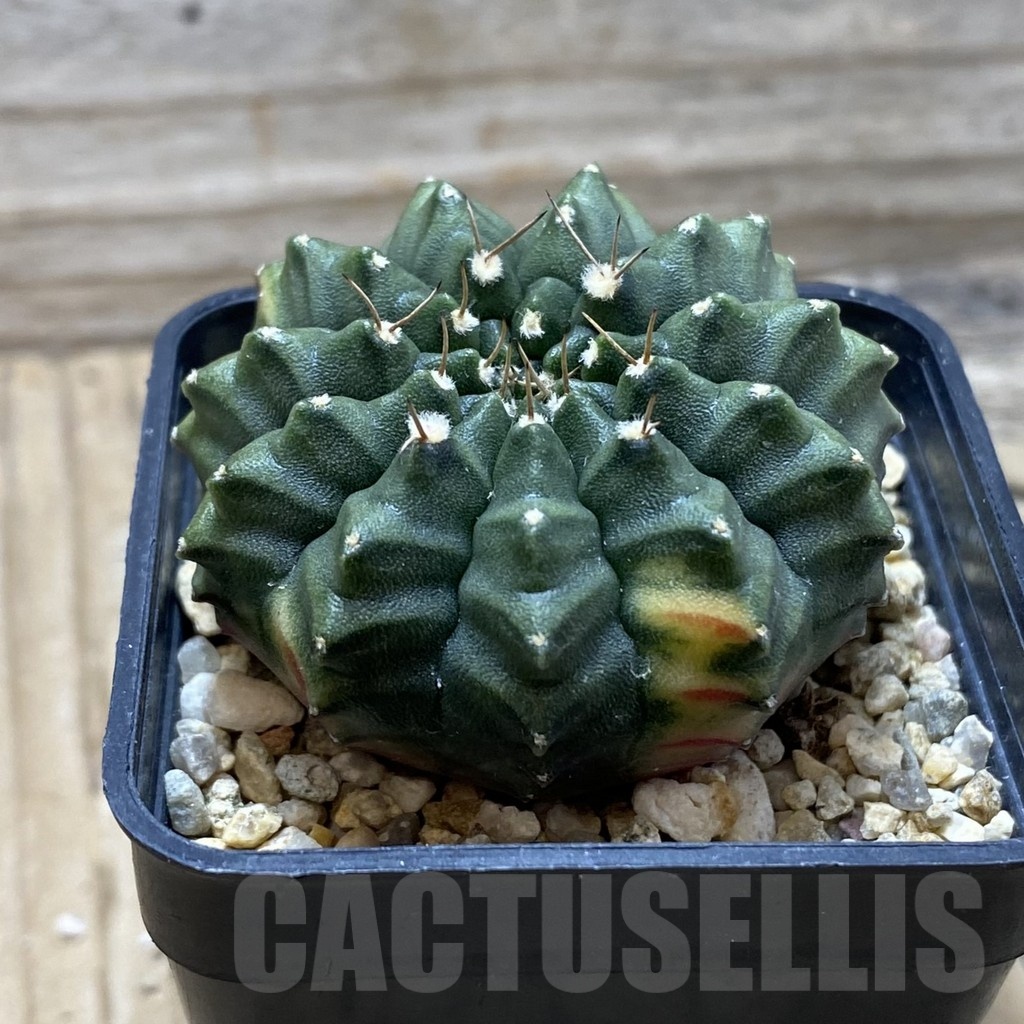 SH24763 Gymnocalycium mihanovichii ‘inermis’ ex variegata - immagine 2
