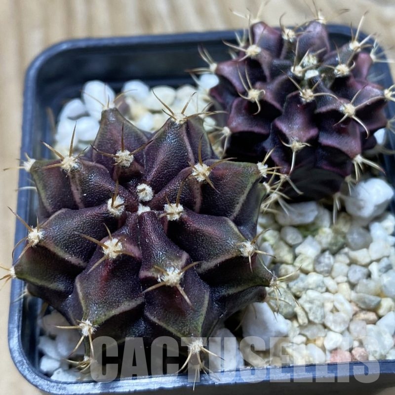 SH24764 Gymnocalycium mihanovichii ‘Hibotan Purple’, seedling