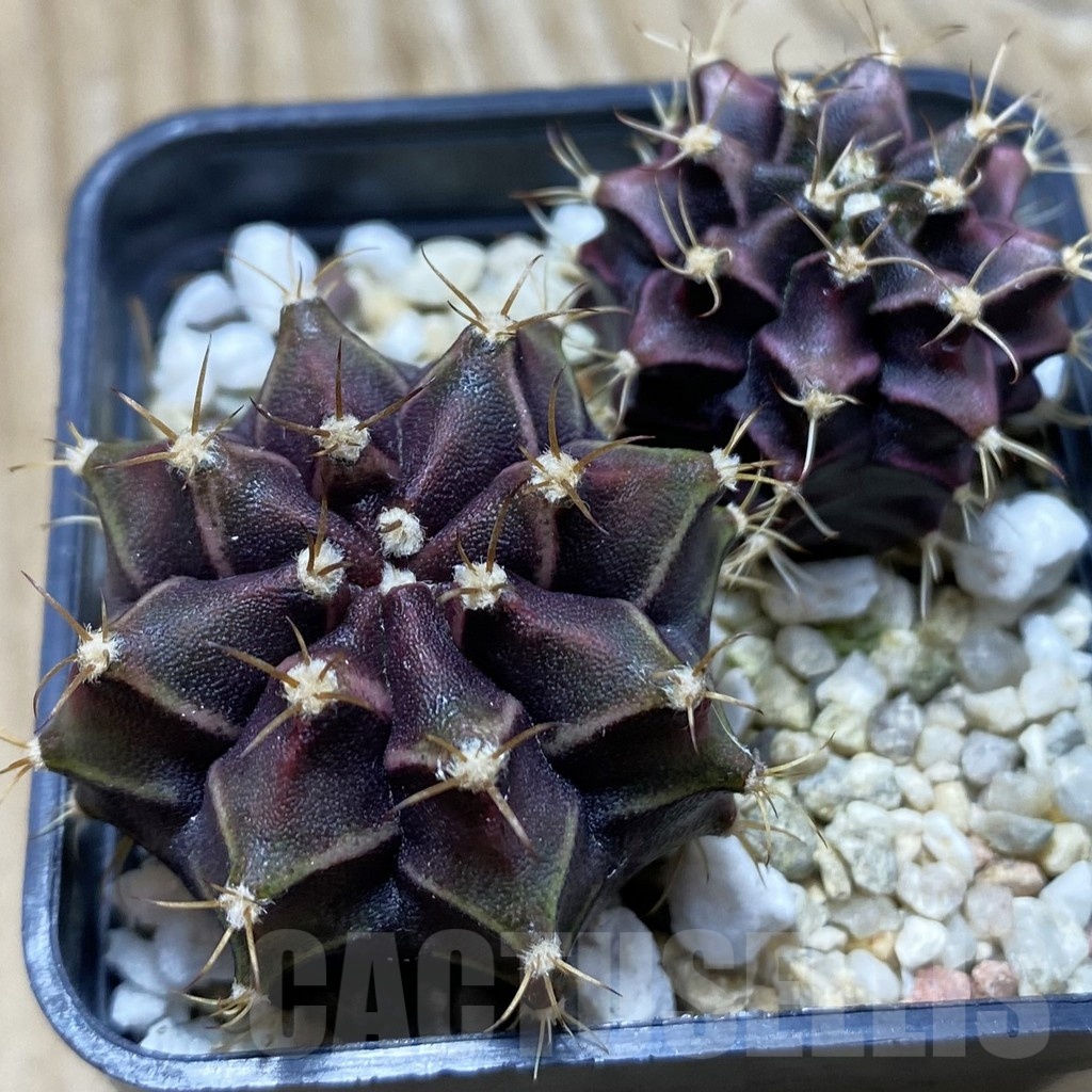 SH24764 Gymnocalycium mihanovichii ‘Hibotan Purple’, seedling