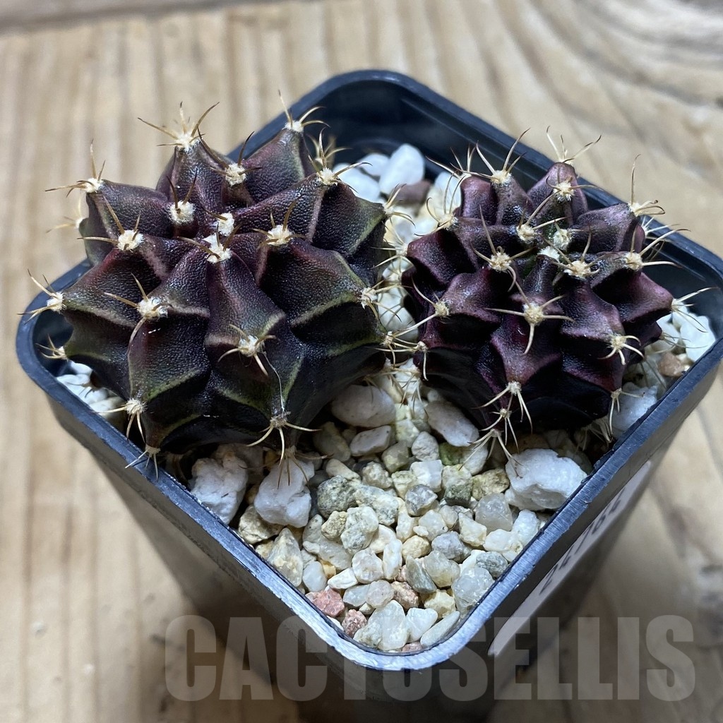 SH24764 Gymnocalycium mihanovichii ‘Hibotan Purple’, seedling - Image 2