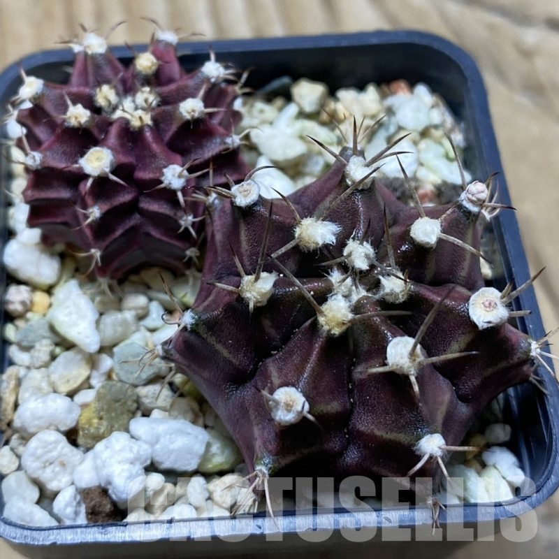 SH24765 Gymnocalycium mihanovichii ‘Hibotan Purple’, seedling