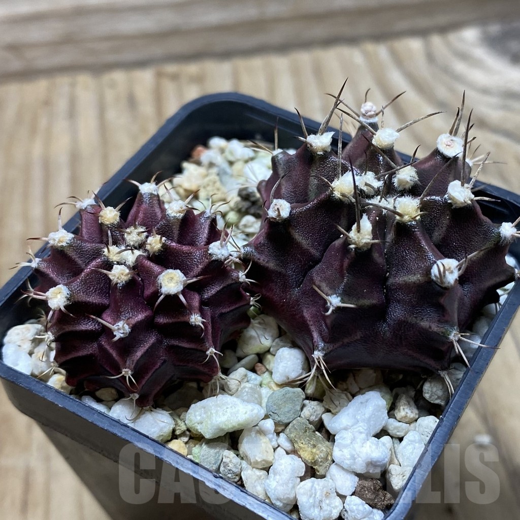 SH24765 Gymnocalycium mihanovichii ‘Hibotan Purple’, seedling - Image 2