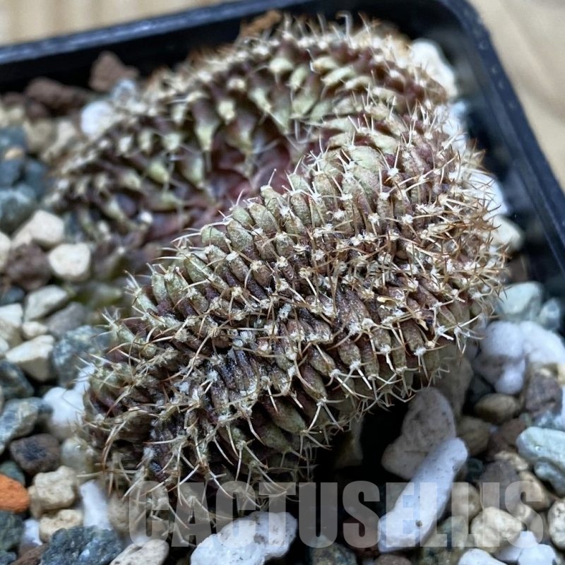 SH24766 Gymnocalycium mihanovichii f. cristata