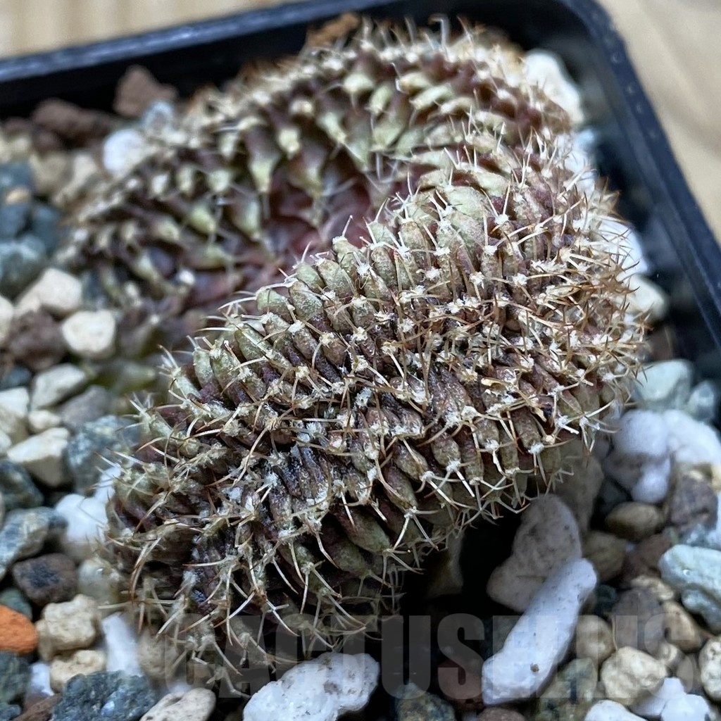SH24766 Gymnocalycium mihanovichii f. cristata
