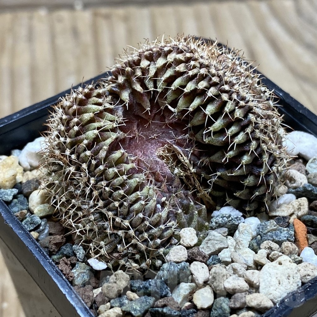 SH24766 Gymnocalycium mihanovichii f. cristata - Image 2