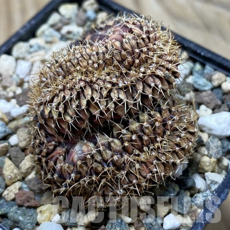 SH24767 Gymnocalycium mihanovichii f. cristata