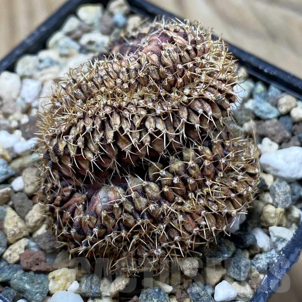 SH24767 Gymnocalycium mihanovichii f. cristata