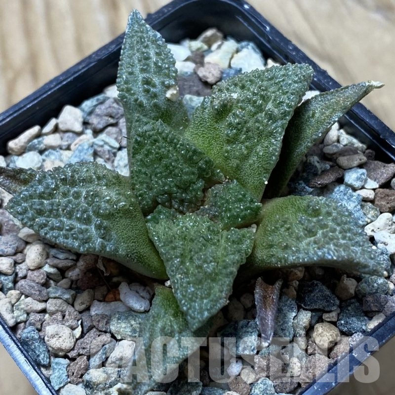 SH24752 Ariocarpus fissuratus ‘Godzilla’ hybrid, seedling, own roots
