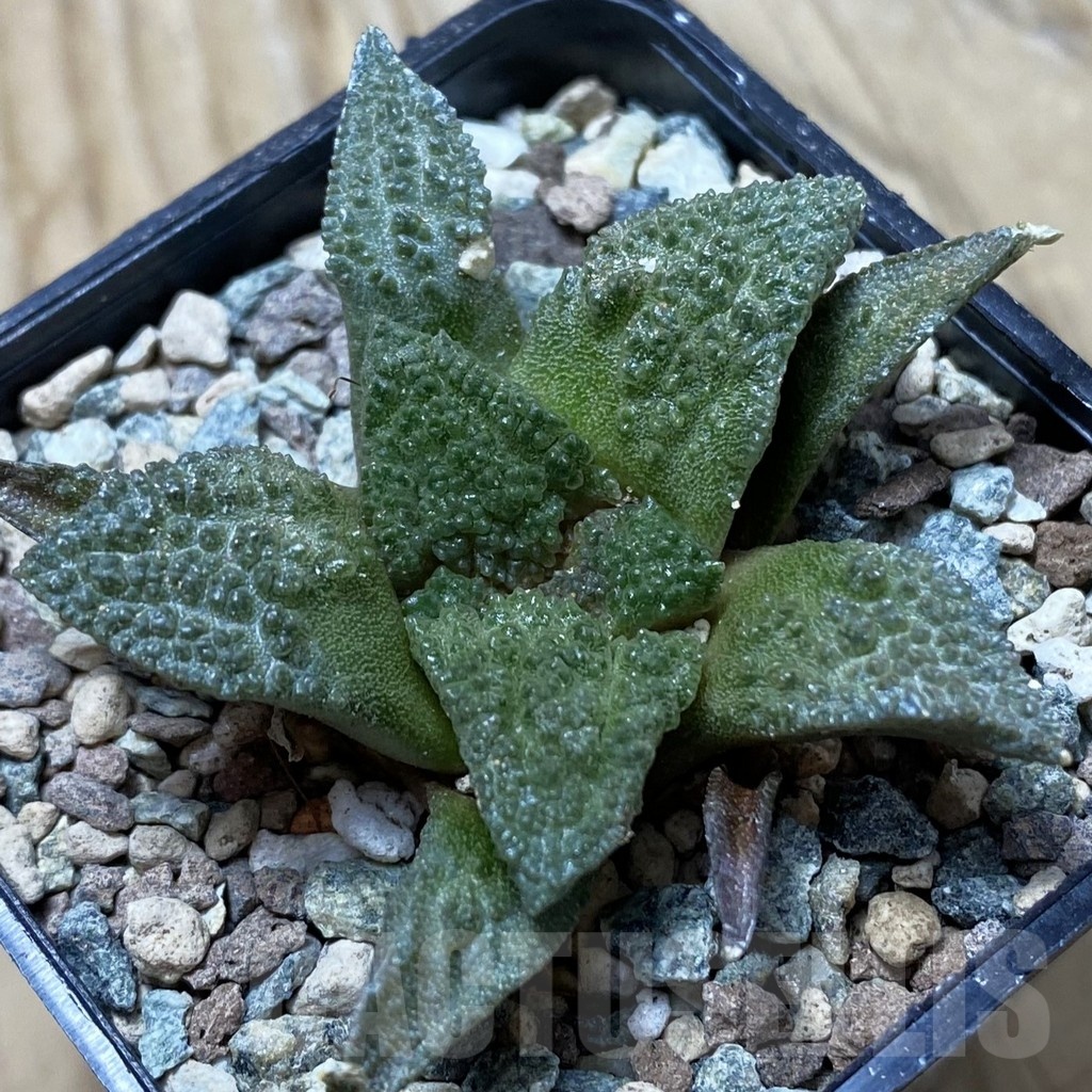 SH24752 Ariocarpus fissuratus ‘Godzilla’ hybrid, seedling, own roots