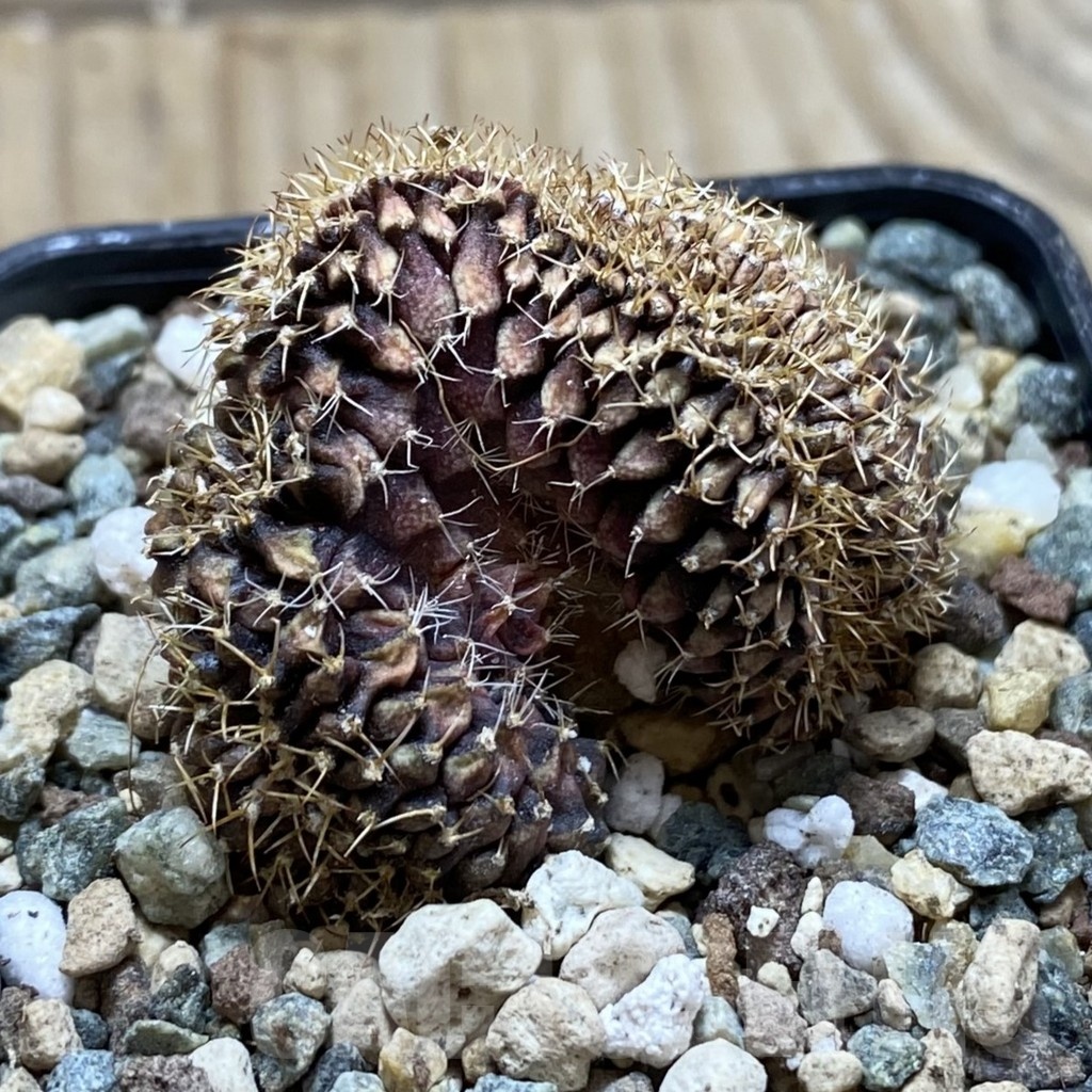 SH24767 Gymnocalycium mihanovichii f. cristata - Image 2