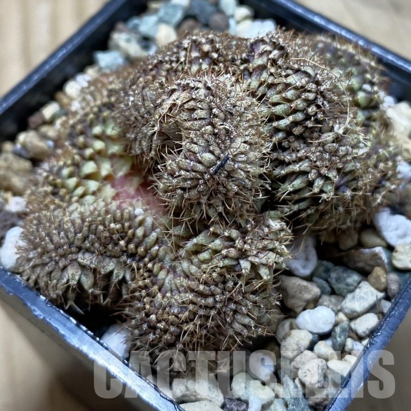 SH24768 Gymnocalycium mihanovichii f. cristata