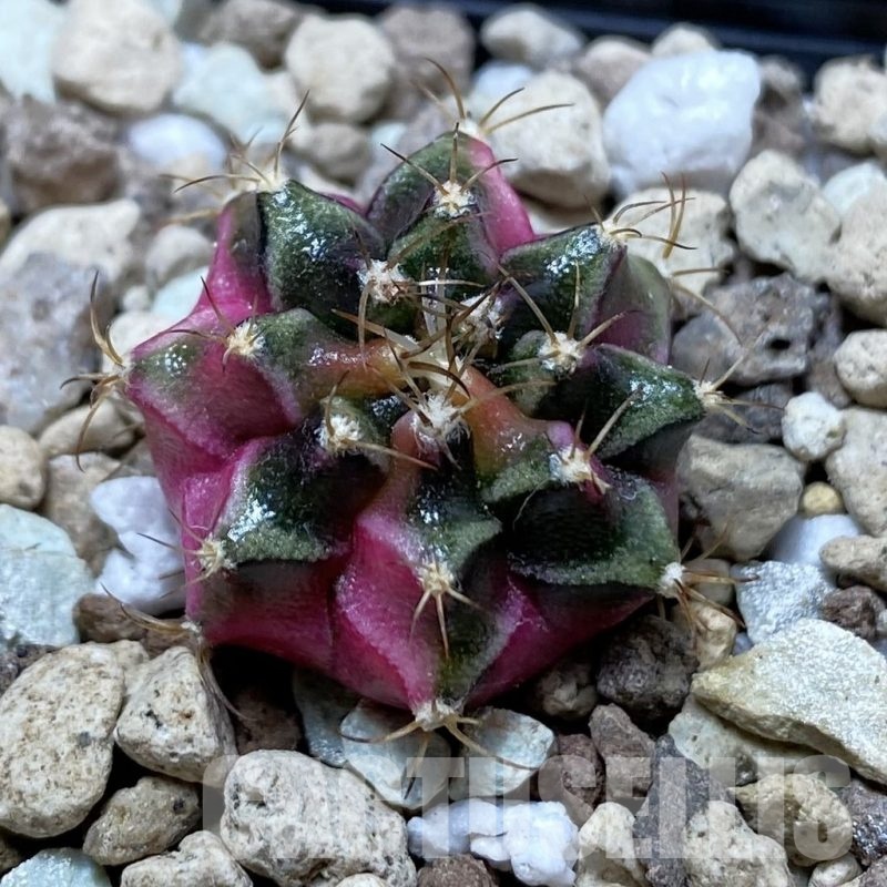 SH24769 Gymnocalycium mihanovichii ‘Bubble Gum’
