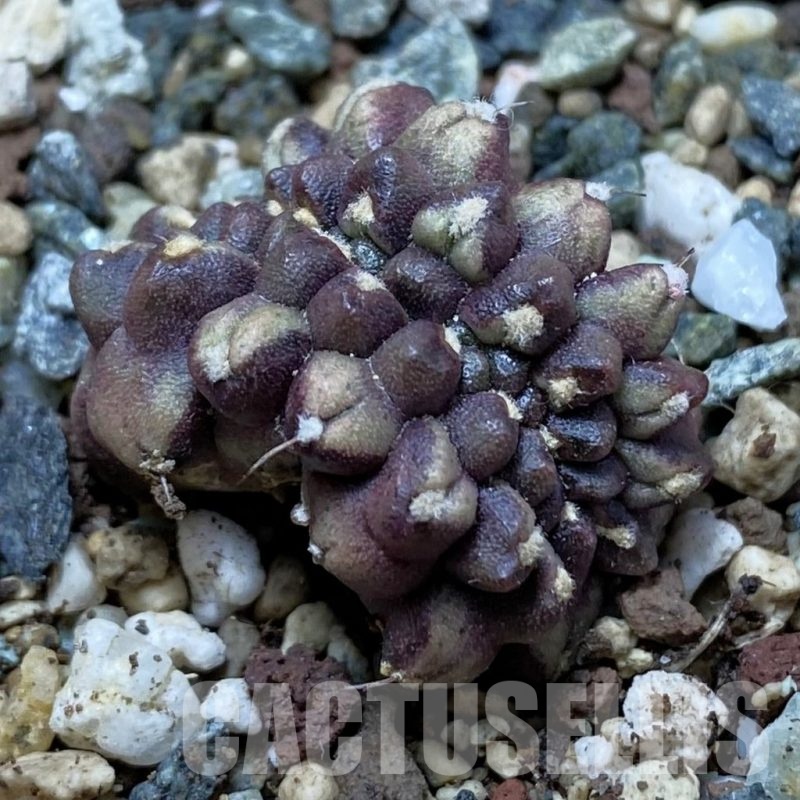 SH24770 Gymnocalycium mihanovichii ‘Day Dream’ f. cristata