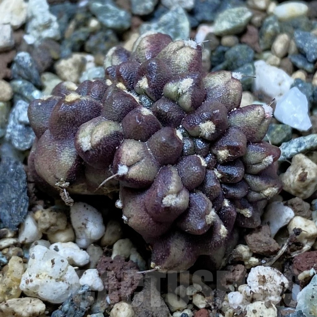 SH24770 Gymnocalycium mihanovichii ‘Day Dream’ f. cristata