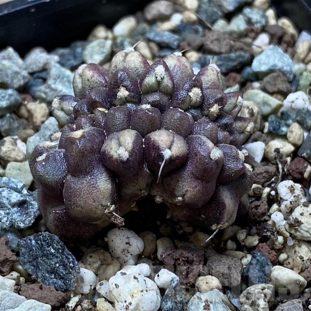 SH24770 Gymnocalycium mihanovichii ‘Day Dream’ f. cristata – Image 2