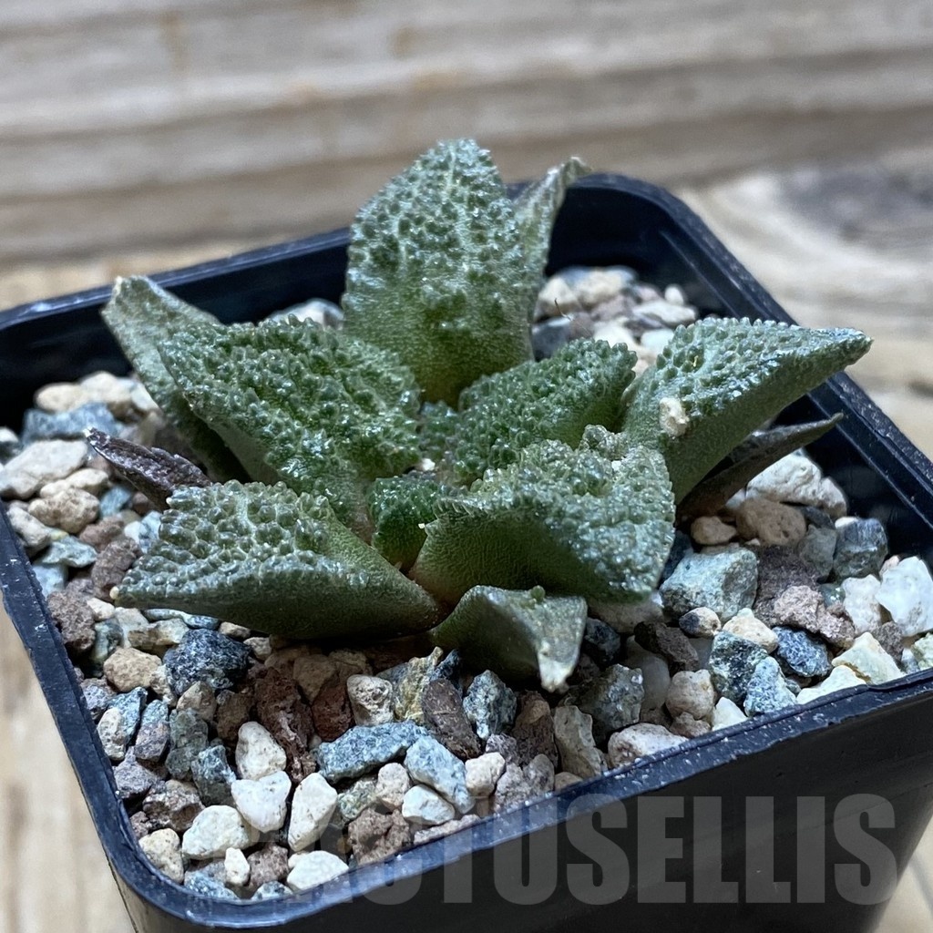 SH24752 Ariocarpus fissuratus ‘Godzilla’ hybrid, seedling, own roots - Image 2