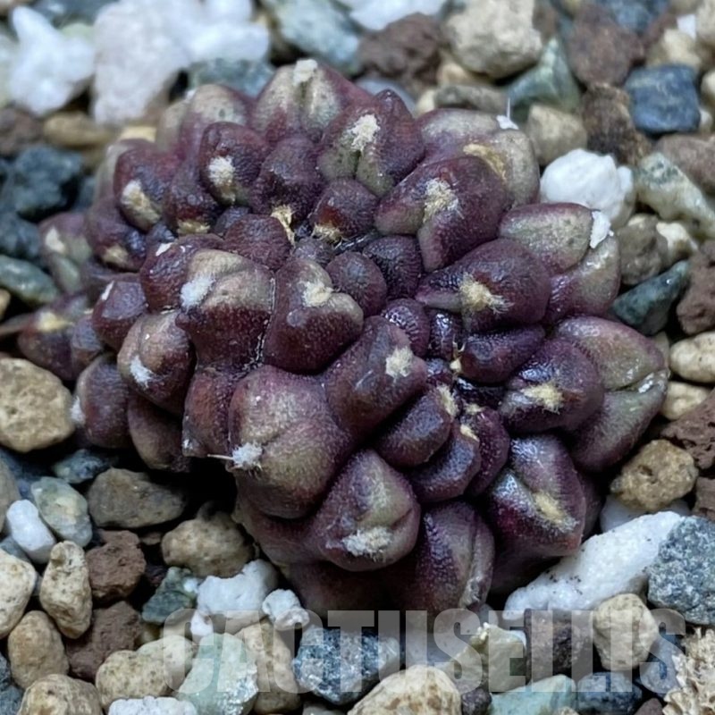 SH24771 Gymnocalycium mihanovichii ‘Day Dream’ f. cristata