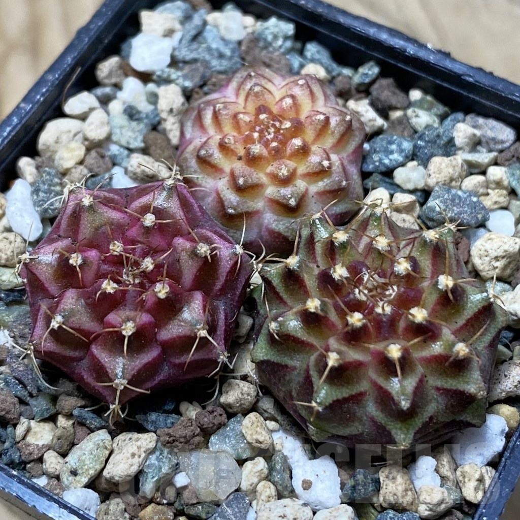 SH24772 Gymnocalycium mihanovichii ‘Neon’ hybrid, seedling mix