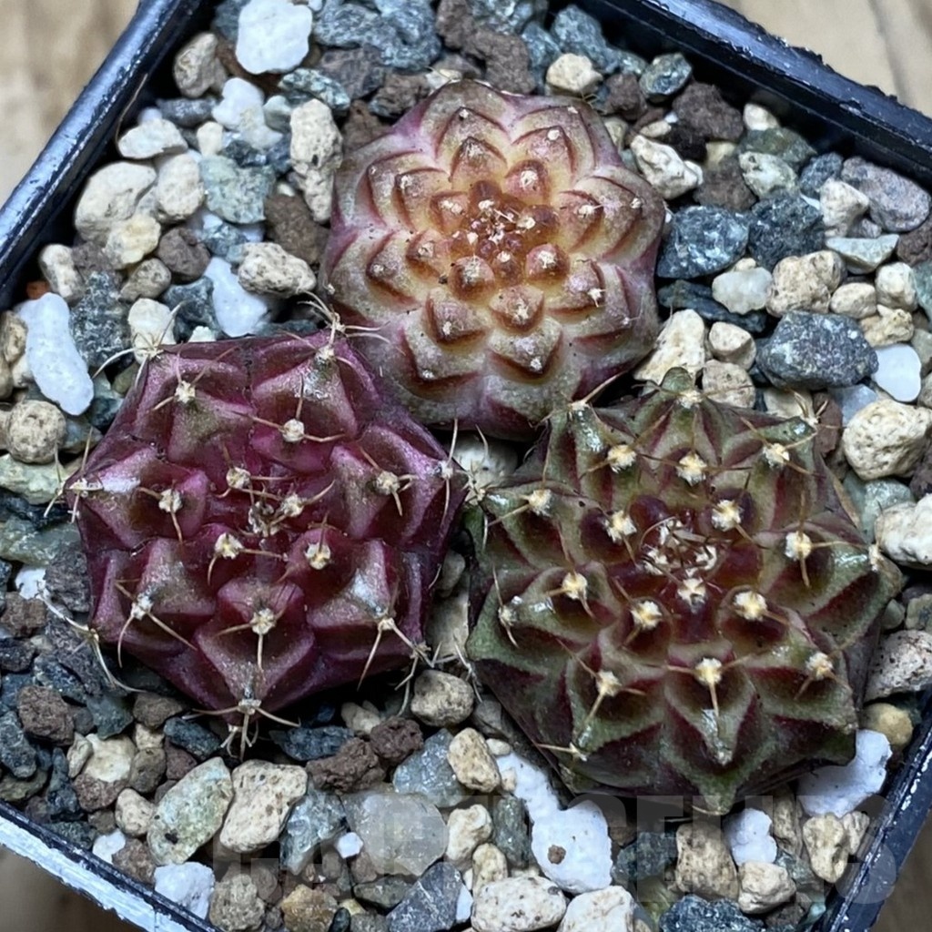 SH24772 Gymnocalycium mihanovichii ‘Neon’ hybrid, seedling mix - immagine 2