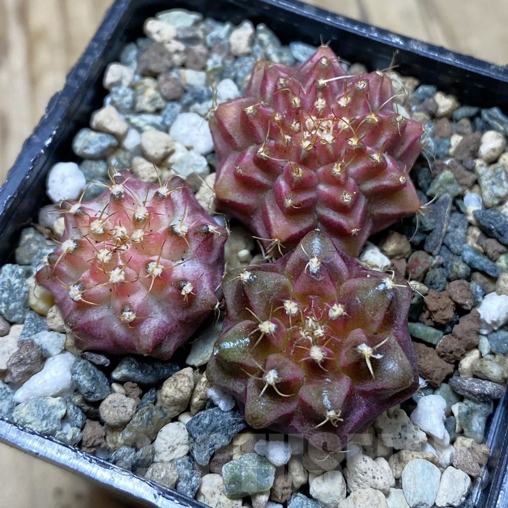 SH24773 Gymnocalycium mihanovichii ‘Neon’ hybrid, seedling mix