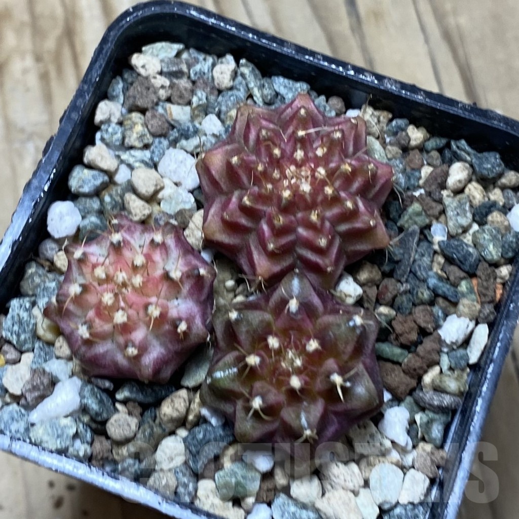 SH24773 Gymnocalycium mihanovichii ‘Neon’ hybrid, seedling mix - immagine 2