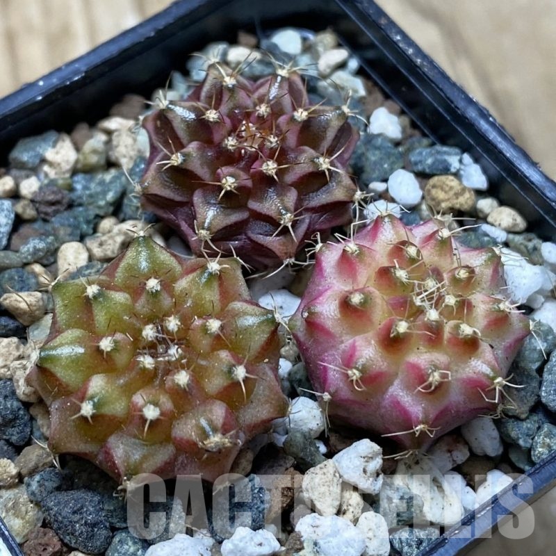SH24774 Gymnocalycium mihanovichii ‘Neon’ hybrid, seedling mix