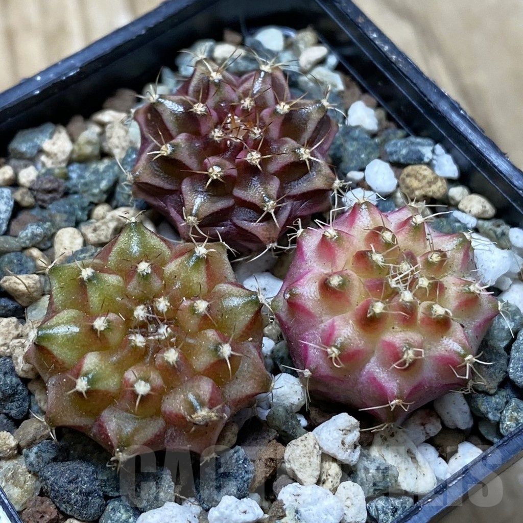SH24774 Gymnocalycium mihanovichii ‘Neon’ hybrid, seedling mix