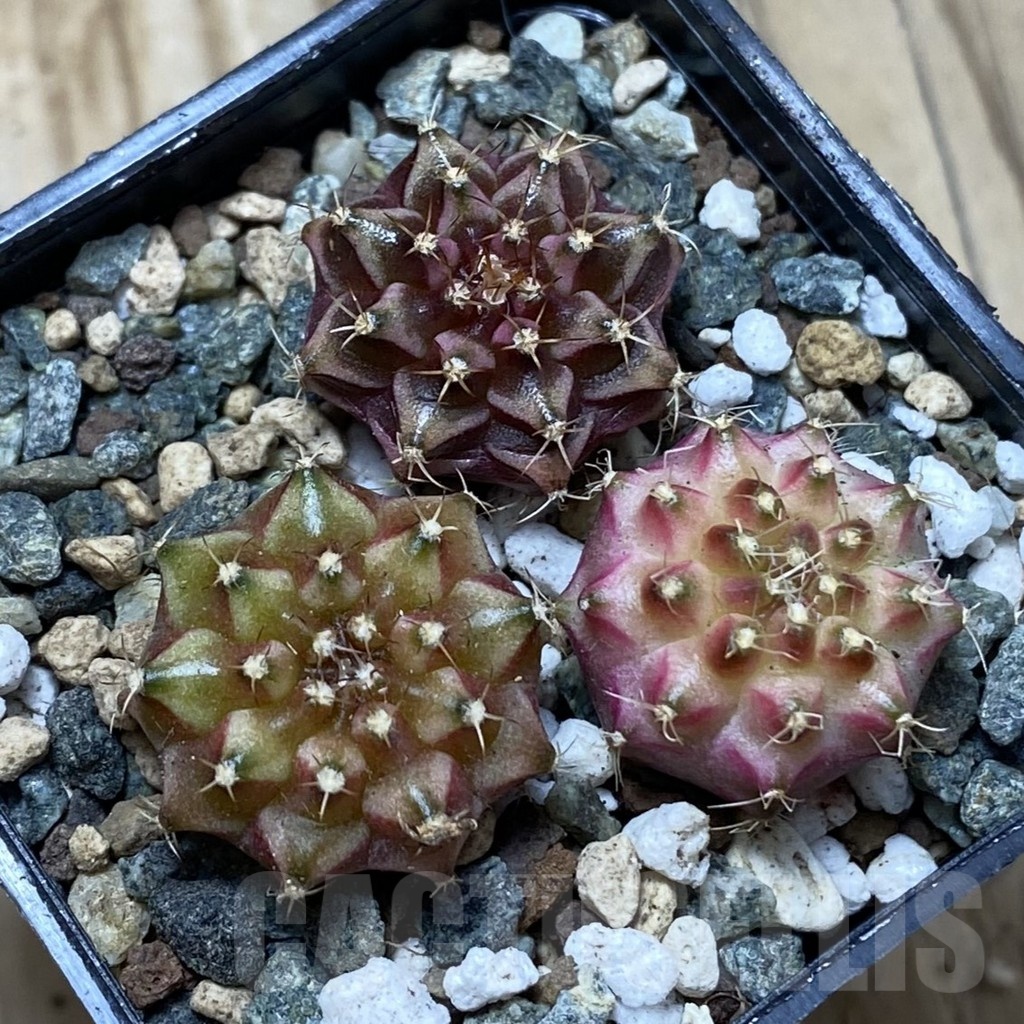 SH24774 Gymnocalycium mihanovichii ‘Neon’ hybrid, seedling mix – Bild 2