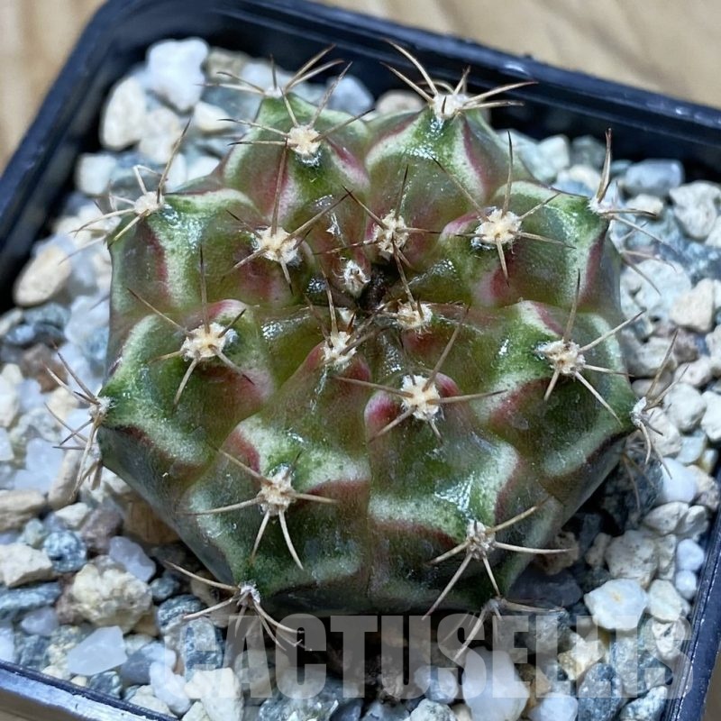 SH24775 Gymnocalycium mihanovichii ‘Neon’ hybrid