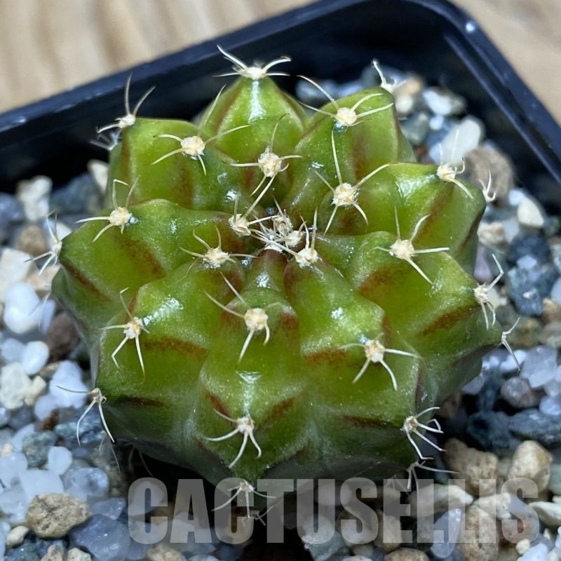 SH24776 Gymnocalycium mihanovichii ‘Neon’ hybrid