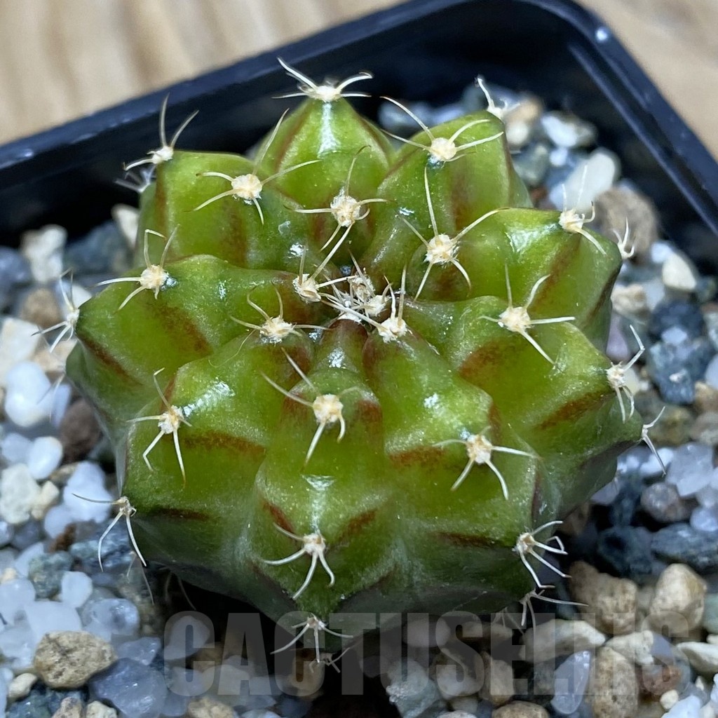SH24776 Gymnocalycium mihanovichii ‘Neon’ hybrid