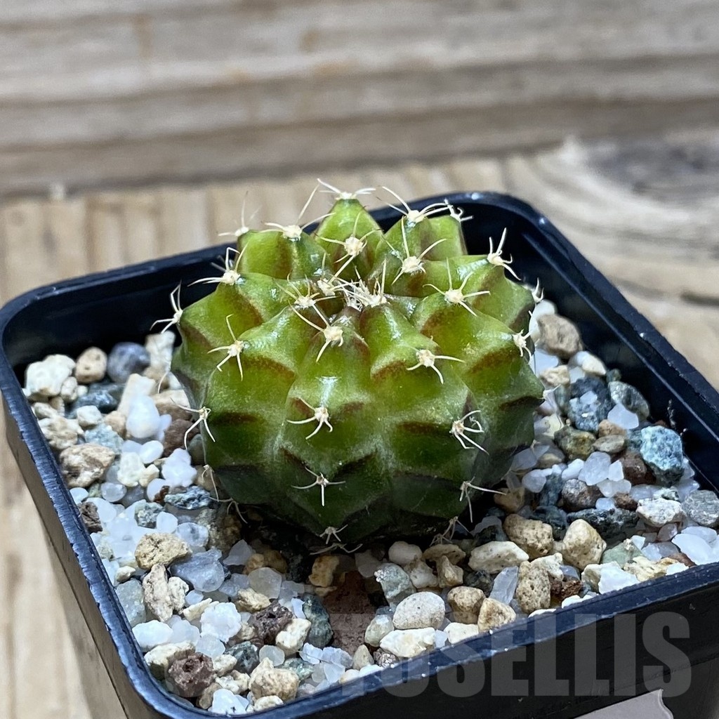 SH24776 Gymnocalycium mihanovichii ‘Neon’ hybrid - Image 2