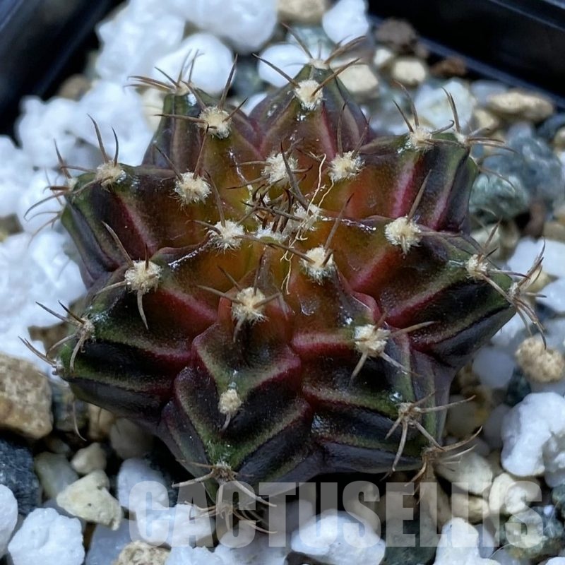 SH24777 Gymnocalycium mihanovichii ‘Neon’ hybrid