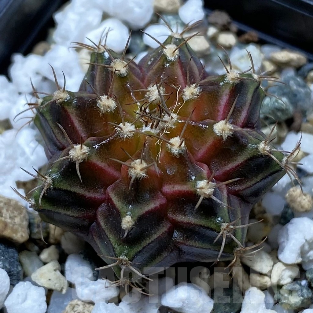 SH24777 Gymnocalycium mihanovichii ‘Neon’ hybrid