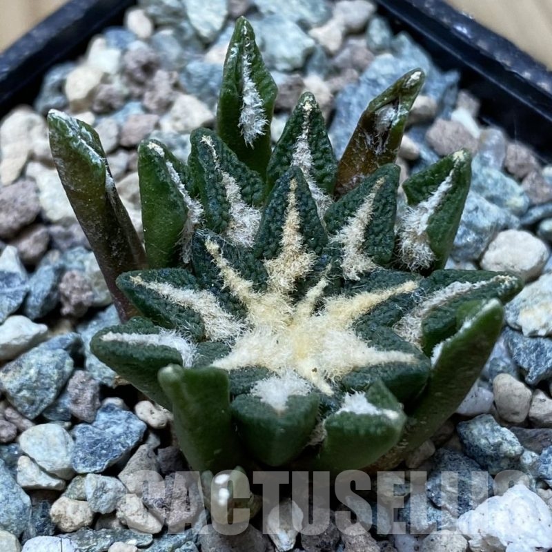 SH24753 Ariocarpus kotschoubeyanus hybrid, own roots